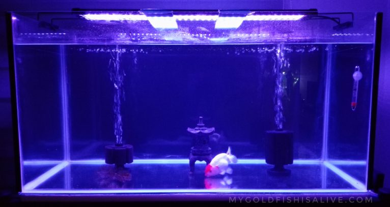 Bare Bottom Goldfish Tank Reasons To Go For A Minimalist Tank My