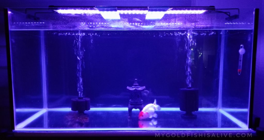 Bare bottom goldfish tank