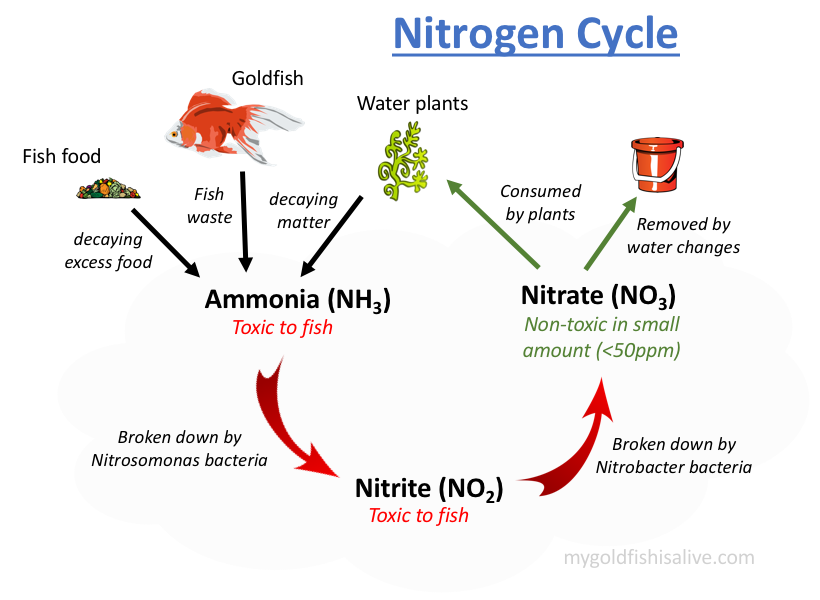 Nitrogen Cycle Diagram