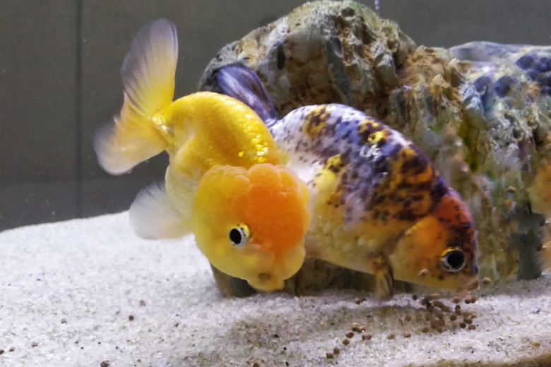 Goldfish Feeding
