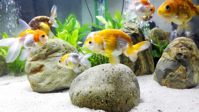 Keeping A Clean Goldfish Tank – The secret of having that crystal clear