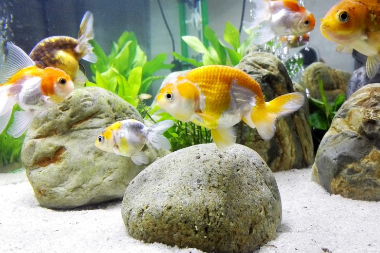 A clean goldfish tank