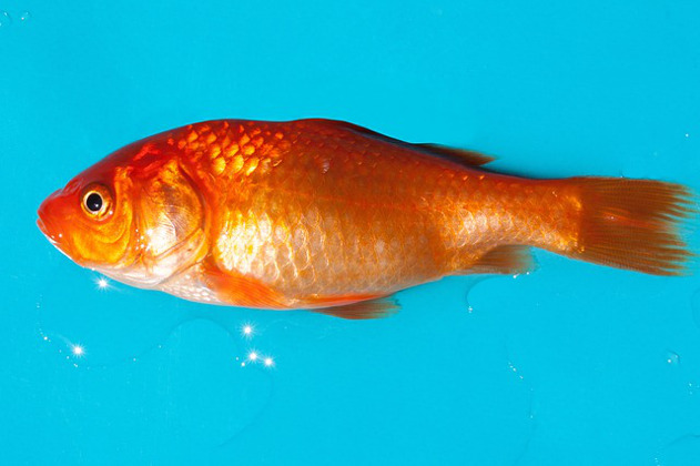 Why do my goldfish keep dying?