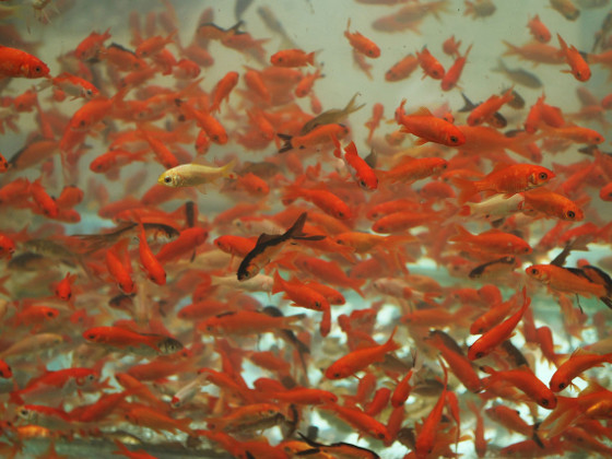 Keeping A Clean Goldfish Tank – The secret of having that crystal