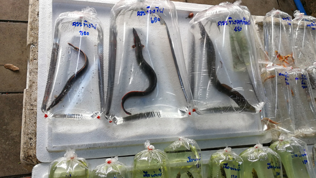 Freshwater Eels