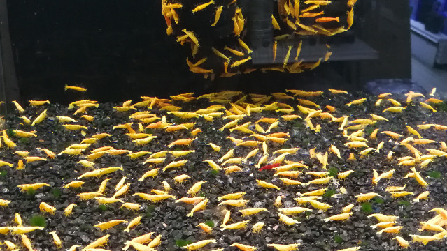 Yellow Shrimps