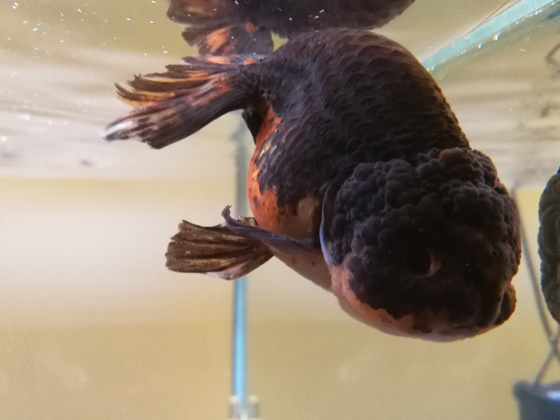 Swim Bladder Disease in Goldfish