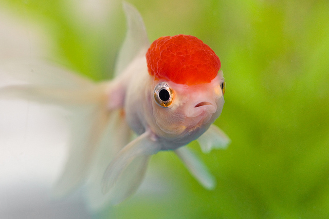 Beautiful Goldfish