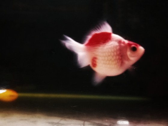 Cute Goldfish
