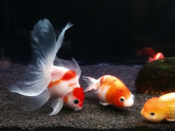 Fish Food Nutrients Label - Understanding the nutrients for your goldfish