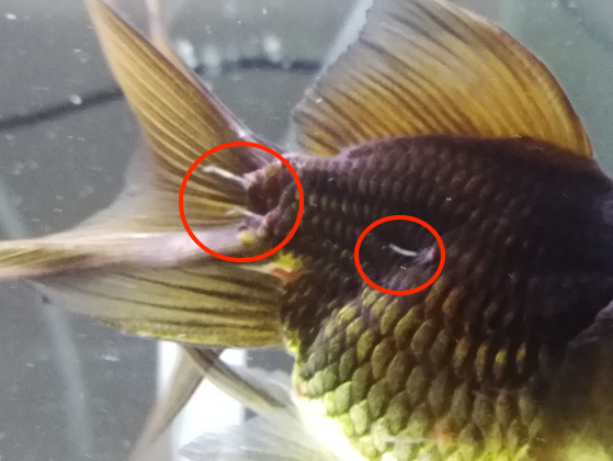 Anchor Worm on Goldfish Closeup