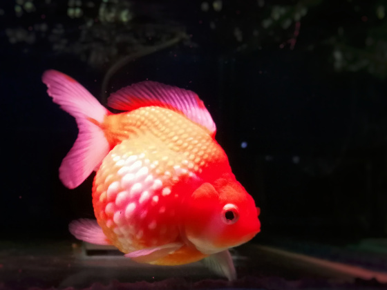 About Pearlscale Goldfish