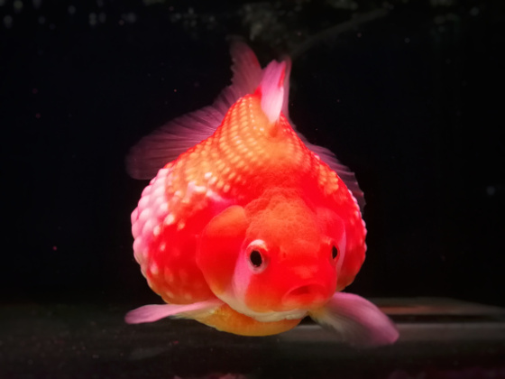 About Pearlscale Goldfish – 5 basic characteristics & 4 care tips | My