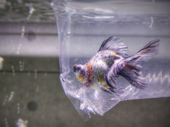 Acclimate fish to a new aquarium